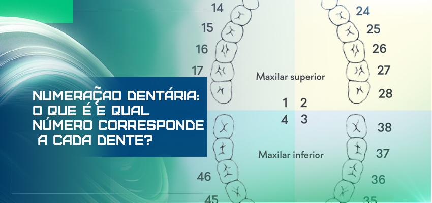 Numeração dentária