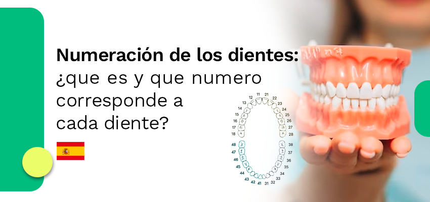 Numeración de los dientes